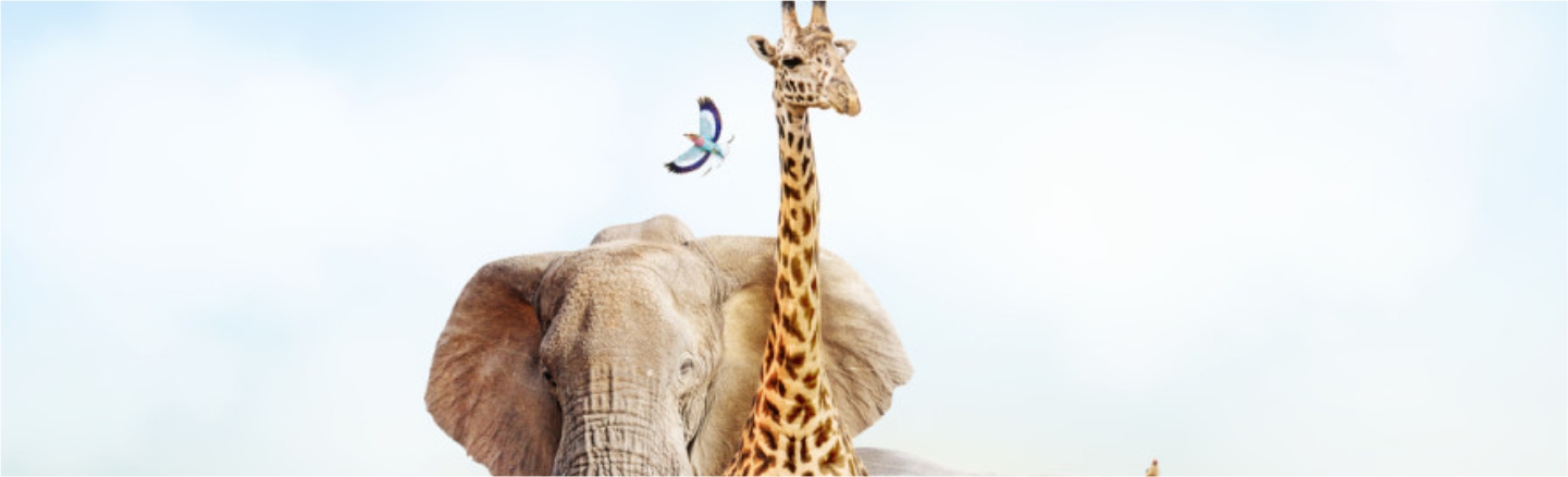 tourism - bauchi state investment opportunity